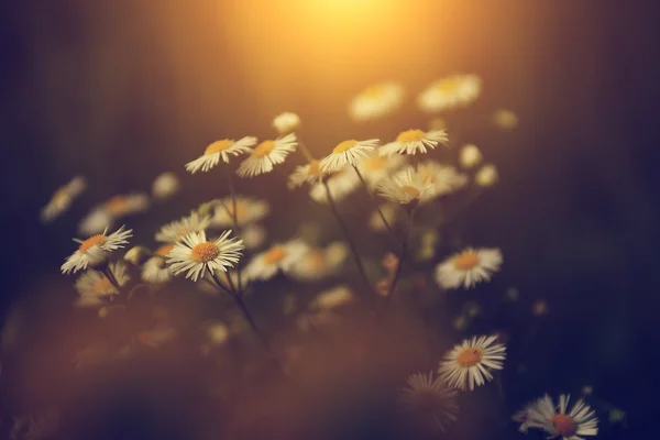 Dzikich kwiatów, zachodzie słońca — Zdjęcie stockowe