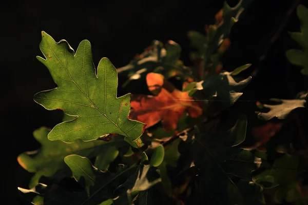 Eken blad — Stockfoto