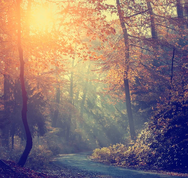 Vintage sonbahar orman — Stok fotoğraf