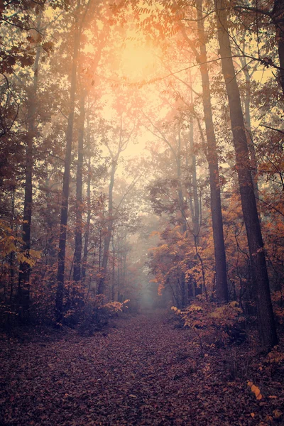 Herbstszene — Stockfoto