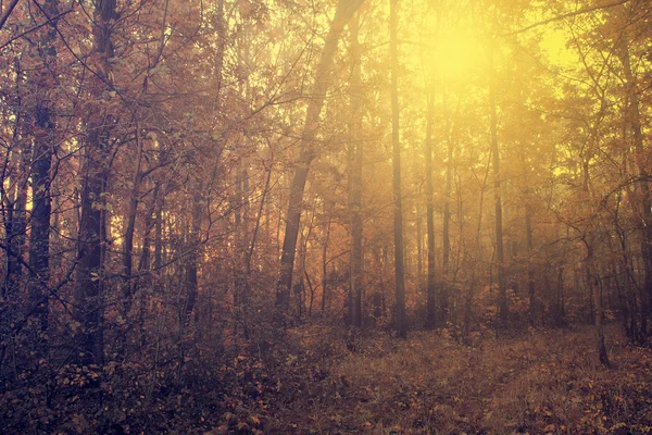 Vintage herfst scène — Stockfoto