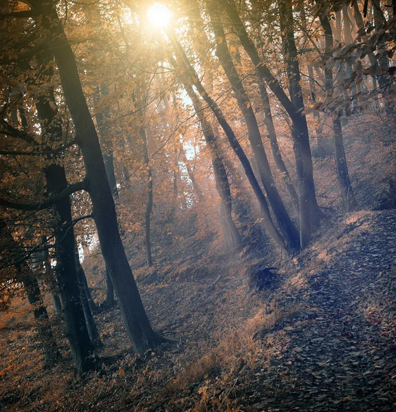 Ročník podzimní scéna — Stock fotografie