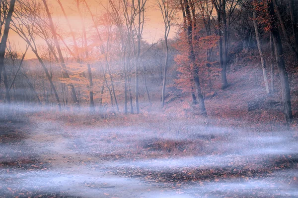 不気味な霧の森 — ストック写真