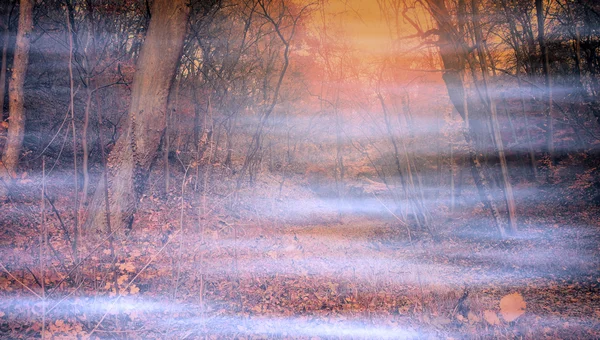 Foresta spettrale e nebbiosa — Foto Stock