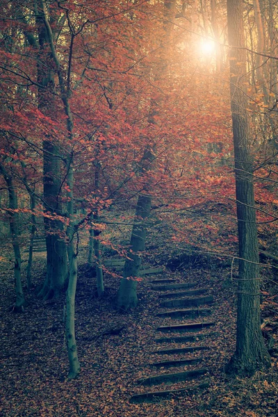 Foto vintage de escaleras de piedra en el bosque de otoño — Foto de Stock