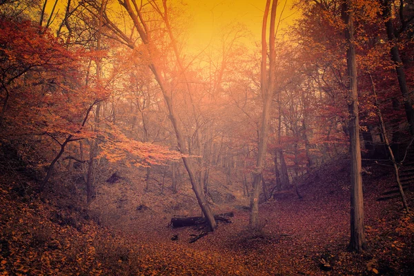 Foto vintage de la escena de otoño — Foto de Stock