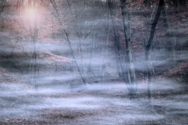 Foresta spettrale nella nebbia — Foto Stock