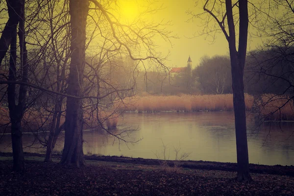 Stare zdjęcie upiornego lasu — Zdjęcie stockowe