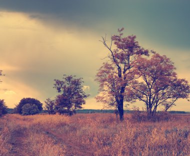 sonbahar sahne Vintage Fotoğraf