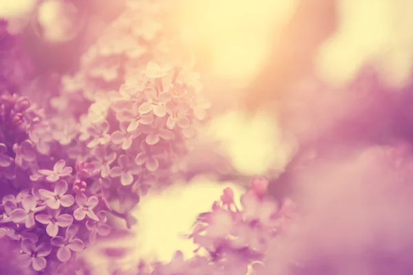 Винтажное фото лилового куста на закате — стоковое фото