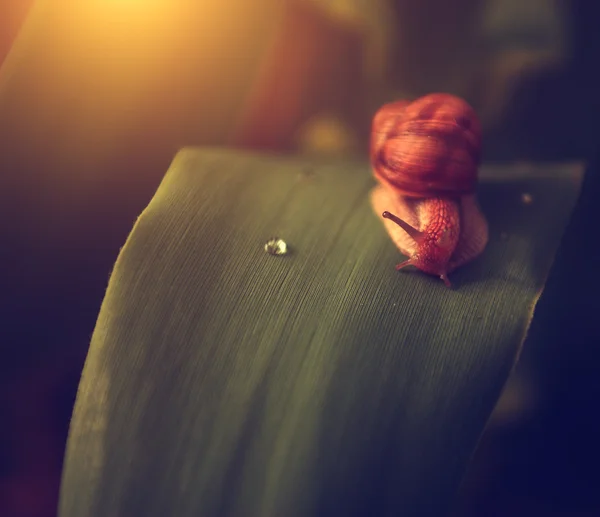 Vintage photo of snail in sunset — Stock Photo, Image