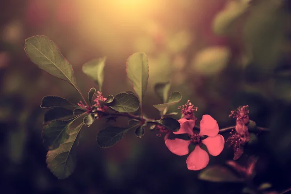 Vintage photo of young green leaves — Stock Photo, Image