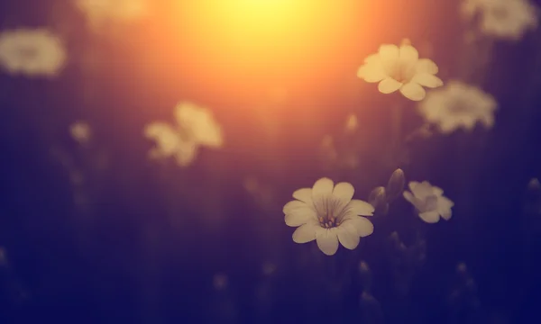 Vintage photo of wild flower in sunset — Stock Photo, Image