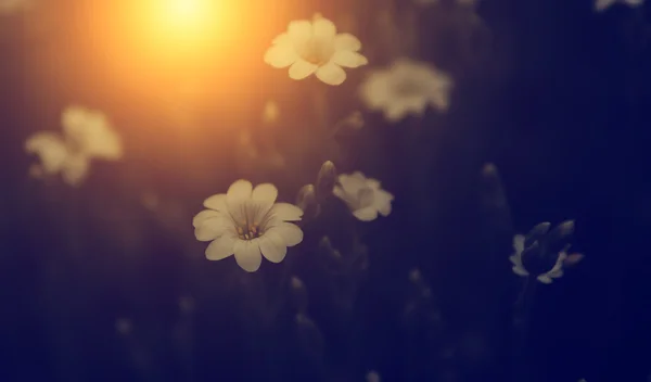 Foto vintage de flor silvestre al atardecer — Foto de Stock