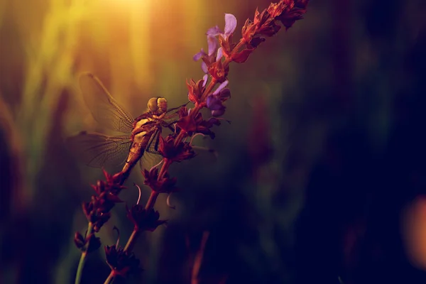 Foto vintage de libélula em flor selvagem — Fotografia de Stock