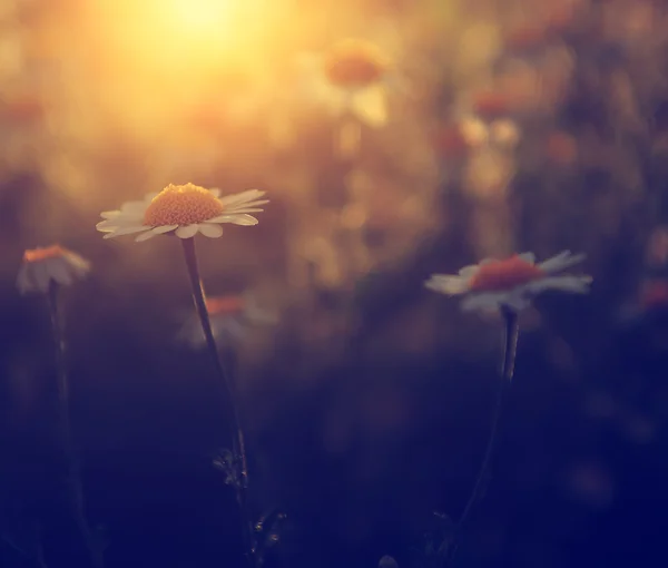 Foto vintage de flor silvestre en suset — Foto de Stock