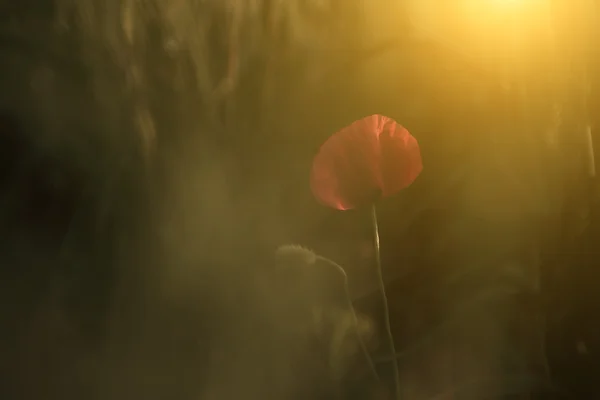 Mohn im Sonnenuntergang — Stockfoto