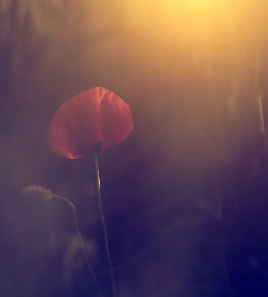 Foto vintage de amapola en suset — Foto de Stock