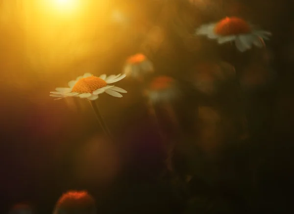 Wilde Blume im Sonnenuntergang — Stockfoto