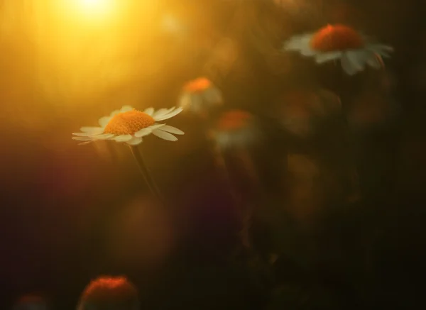 Flor silvestre al atardecer — Foto de Stock