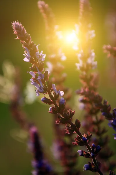 Wilde Blume im Sonnenuntergang — Stockfoto