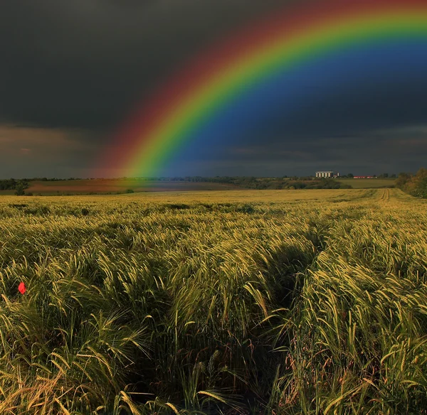 Rainbow over wheat field — Stock Photo, Image