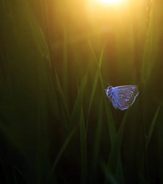 Schmetterling im Sonnenuntergang — Stockfoto