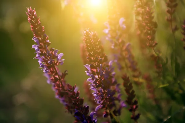 Fleur sauvage au coucher du soleil — Photo