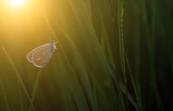 Schmetterling im Sonnenuntergang — Stockfoto