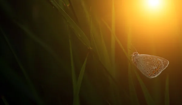 Butterfly in sunset — Stock Photo, Image