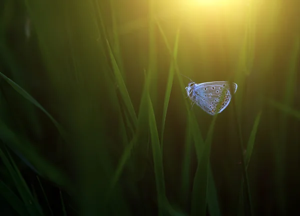 Motyl w zachód słońca — Zdjęcie stockowe