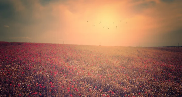 Kırmızı poppies günbatımı içinde bir sürü ile kırsal manzara — Stok fotoğraf