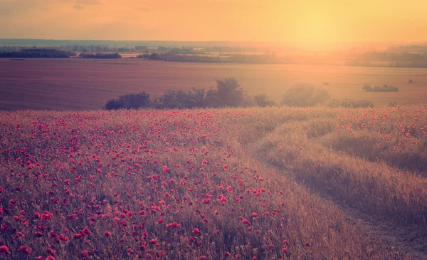 Paisagem rural com muitas papoilas vermelhas ao pôr do sol — Fotografia de Stock