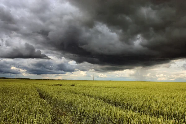 Road among fields — Stock Photo, Image