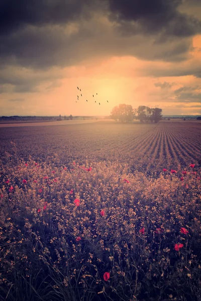 Campo de papoula — Fotografia de Stock