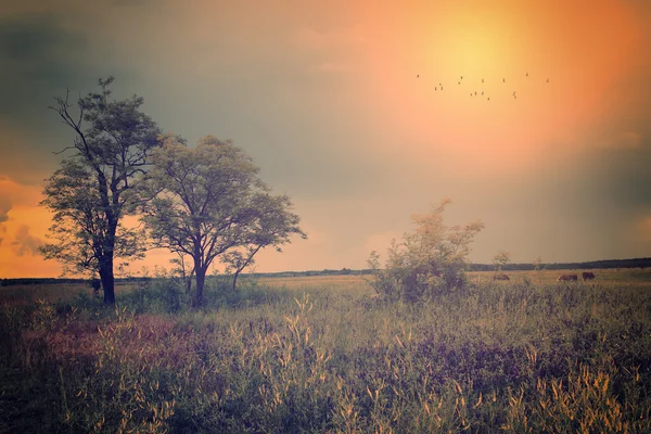 Natur hösten bakgrund — Stockfoto