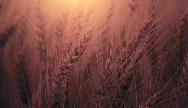 Vintage photo of wheat — Stock Photo, Image