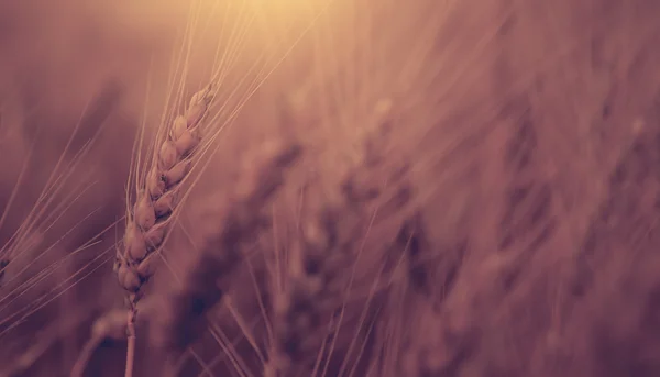 Vintage photo of wheat — Stock Photo, Image