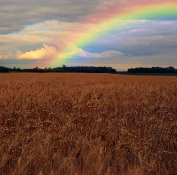 Rainbow over wheat field — Stock Photo, Image