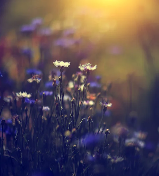 Vintage zdjęcie pięknego dzikiego kwiatu w zachodzie słońca — Zdjęcie stockowe