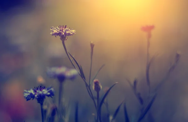Vintage foto av vacker vild blomma i solnedgången — Stockfoto