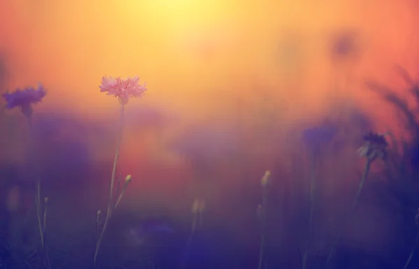 Ročník fotografie krásné divoké květiny při západu slunce — Stock fotografie