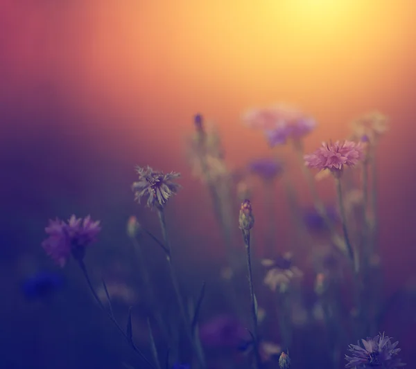 Vintage foto van mooie wilde bloem bij zonsondergang — Stockfoto