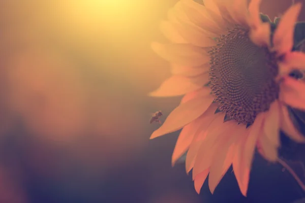 Vintage photo of sunflower closeup — Stock Photo, Image