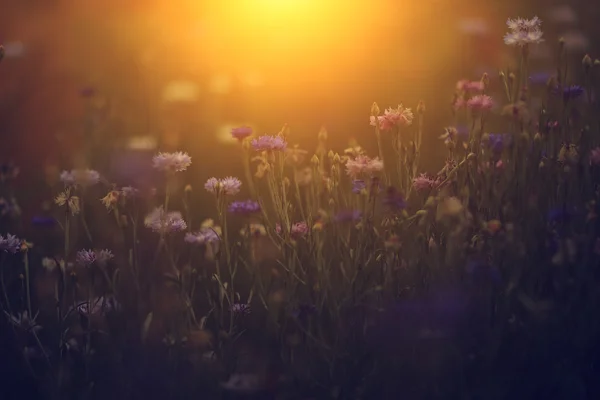Foto vintage de flores silvestres ao pôr do sol — Fotografia de Stock