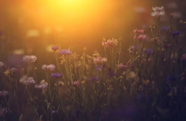 Ročník fotografické divokých květů v západu slunce — Stock fotografie