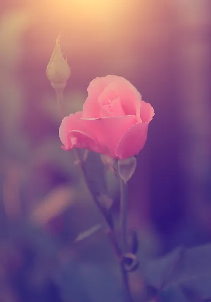 Vintage photo of beautiful rose — Stock Photo, Image