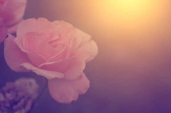 Винтажное фото красивой розы — стоковое фото