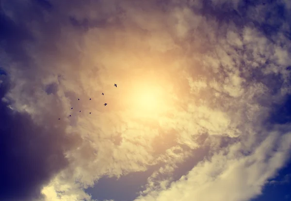 Vintage photo of flying birds — Stock Photo, Image