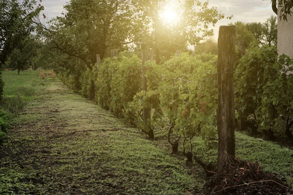 Viñedo al atardecer — Foto de Stock